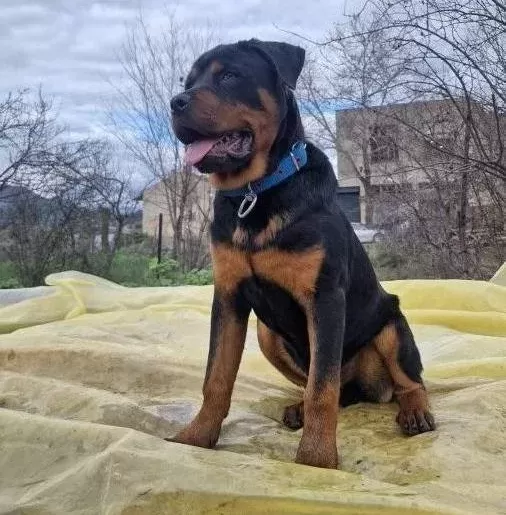 9 5 Aylık Rottweilerımız