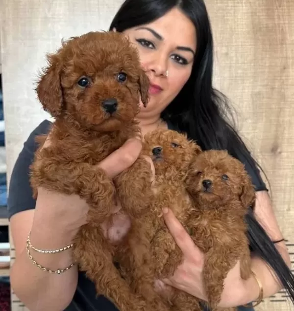 Red Brown Poodle Yavrularım