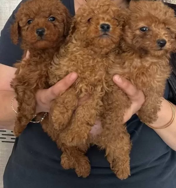 Red Brown Poodle Yavrularım