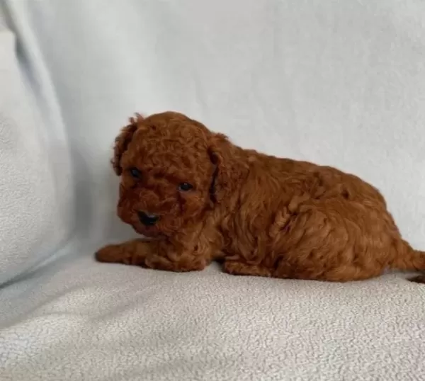Ev Yasamına Uyumlu Beylikduzu Poodle Yavruları