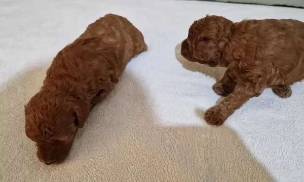Ev Yasamına Uyumlu Beylikduzu Poodle Yavruları