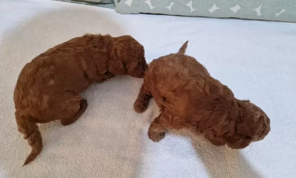 Ev Yasamına Uyumlu Beylikduzu Poodle Yavruları