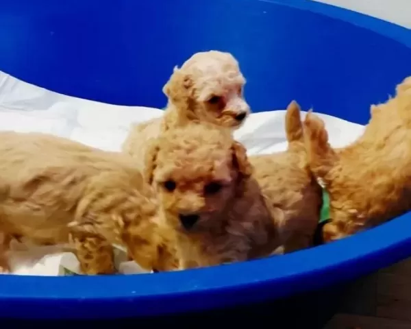 Ev Yasamına Uyumlu Beylikduzu Poodle Yavruları