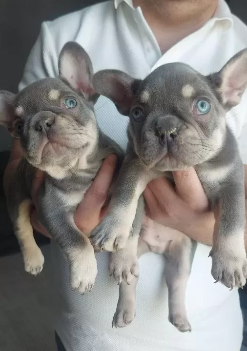 Buz Mavisi Bakıslı Frenchie Bebekler