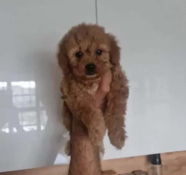 Antialerjik Kıvırcık Miniature Dostlar