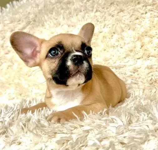 Fawn Maskeli Tuvalet Eğitimli French Bulldog Yavrusu