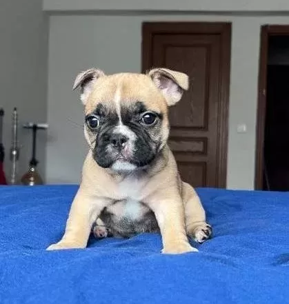 Fawn Maskeli Tuvalet Eğitimli French Bulldog Yavrusu