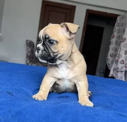 Fawn Maskeli Tuvalet Eğitimli French Bulldog Yavrusu