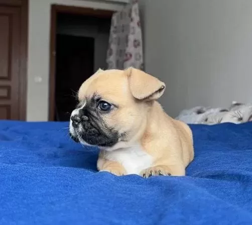 Fawn Maskeli Tuvalet Eğitimli French Bulldog Yavrusu