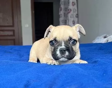 Fawn Maskeli Tuvalet Eğitimli French Bulldog Yavrusu