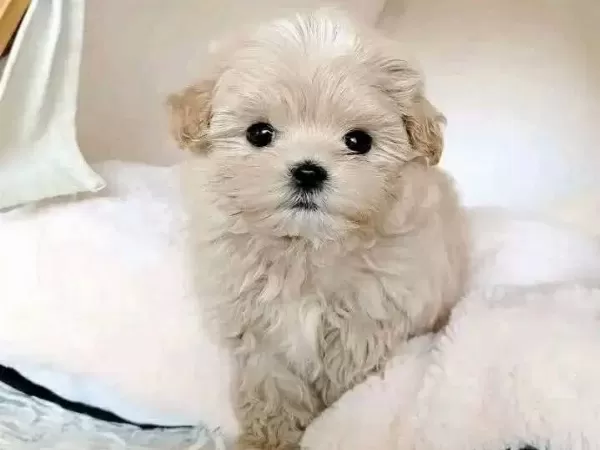 Beyaz Mucize Maltese Terrier Cinsleri