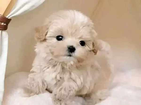 Beyaz Mucize Maltese Terrier Cinsleri