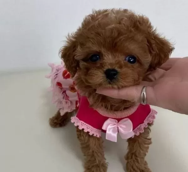 Kızıl Kürk Toy Poodle Yavrusu