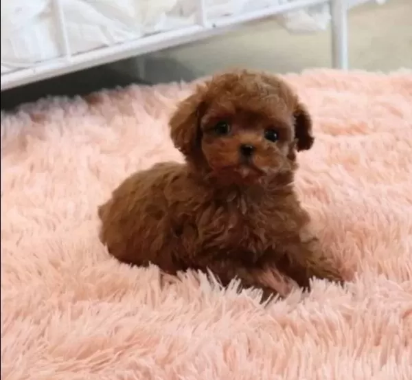 Kızıl Kürk Toy Poodle Yavrusu