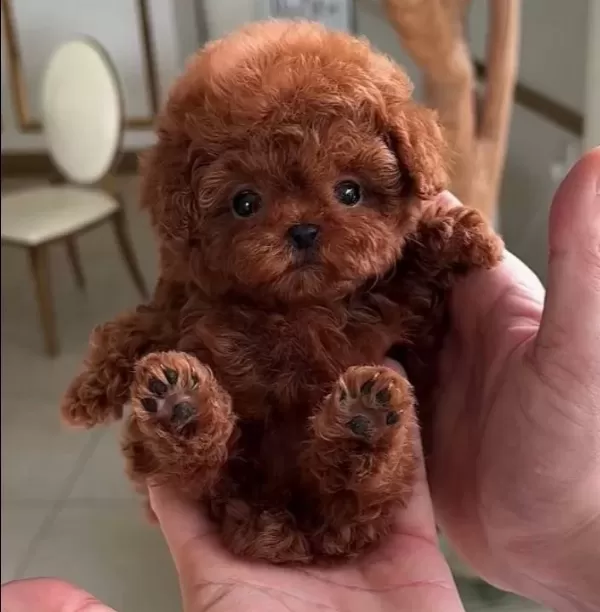 Kızıl Kürk Toy Poodle Yavrusu