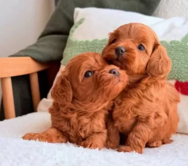 Ev Sıcaklıgında Buyuyen Karamel Maltipoo Yavruları