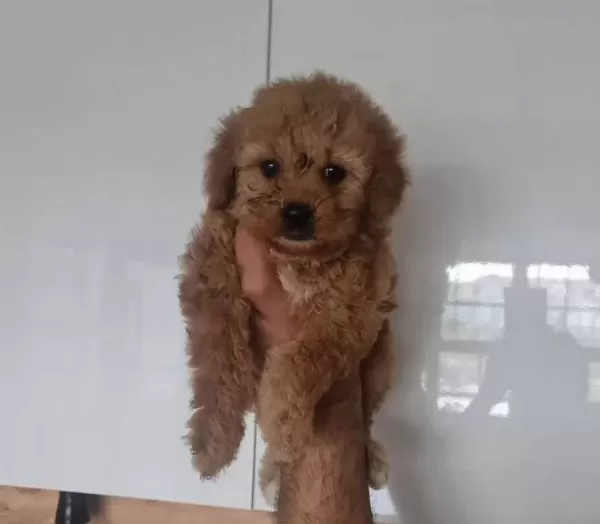 Antialerjik Kıvırcık Miniature Dostlar