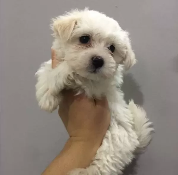Gülen Surat Maltese Terrier Yavruları
