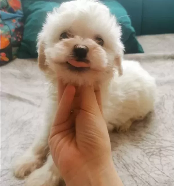 Gülen Surat Maltese Terrier Yavruları