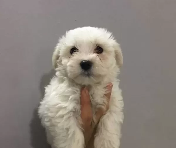 Gülen Surat Maltese Terrier Yavruları