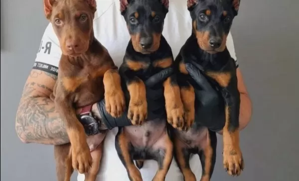 Safkan King Doberman Yavruları