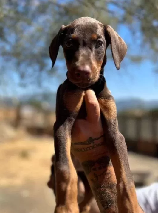 Safkan King Doberman Yavruları