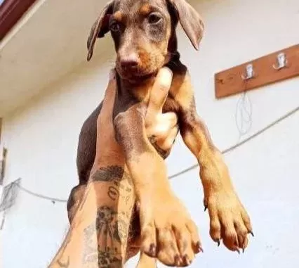 Safkan King Doberman Yavruları