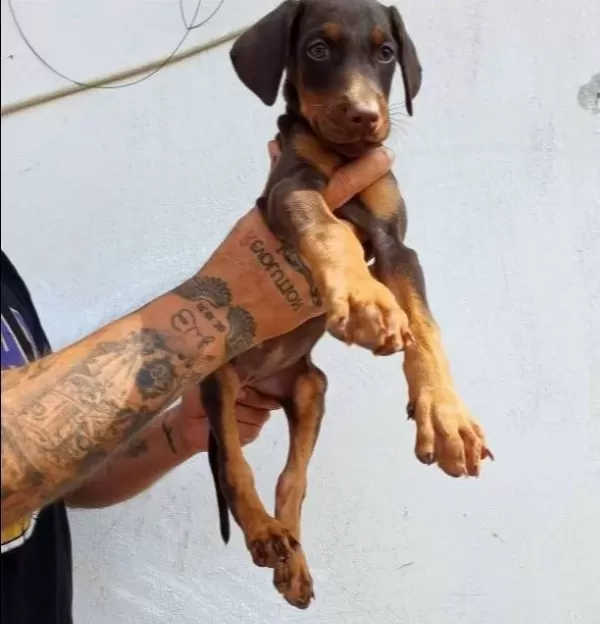 Safkan King Doberman Yavruları