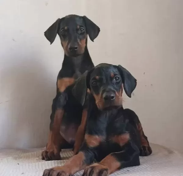 Safkan King Doberman Yavruları