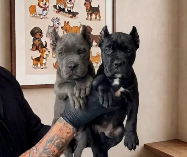 Karizmatik Bakıslı Cane Corso Yavruları