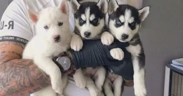 Okyanus Guzelliginde Safkan Husky Yavruları