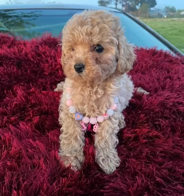 Kıvırcık Pelus Gorunumlu Poodle Sekerleri