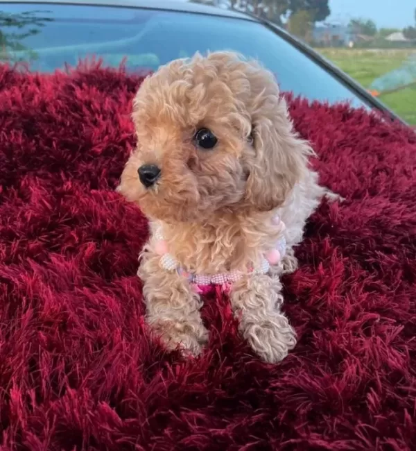 Kıvırcık Pelus Gorunumlu Poodle Sekerleri