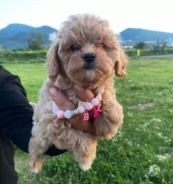 Kıvırcık Pelus Gorunumlu Poodle Sekerleri
