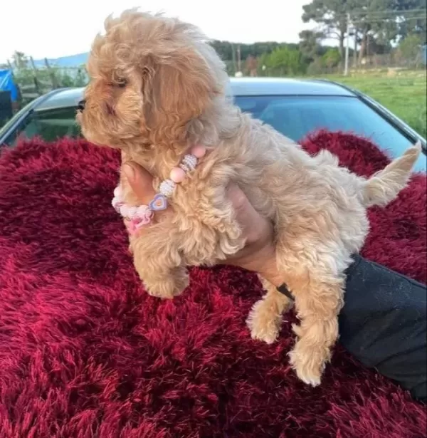 Kıvırcık Pelus Gorunumlu Poodle Sekerleri
