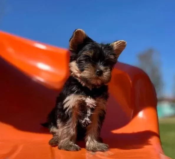 Teacup Yorkshire Yavrular