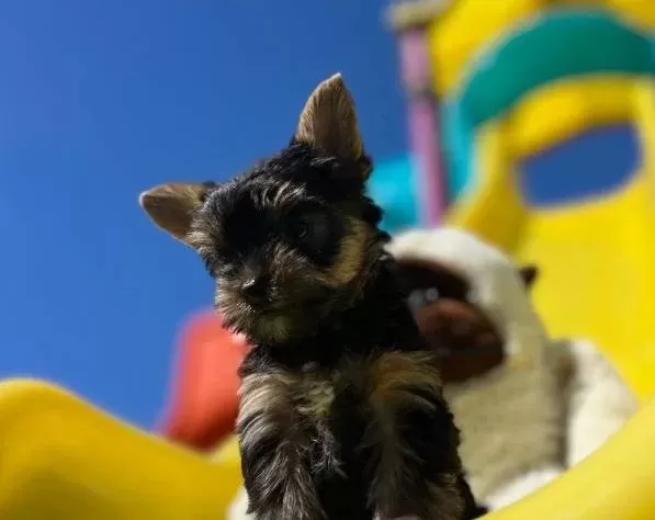 Teacup Yorkshire Yavrular