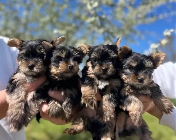Teacup Yorkshire Yavrular