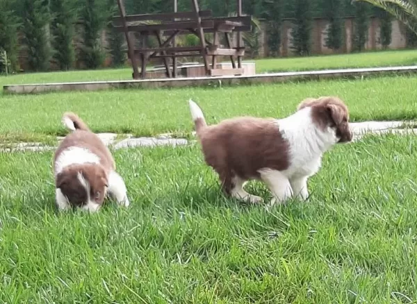 Zeka Kupu Kahverengi Border Collie Yavruları