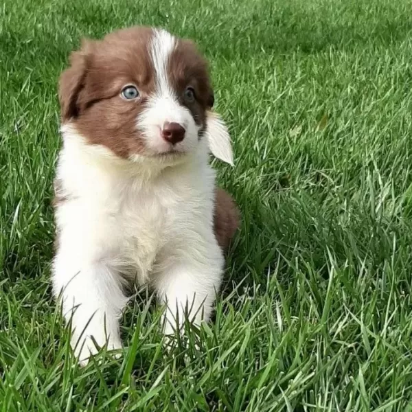 Zeka Kupu Kahverengi Border Collie Yavruları