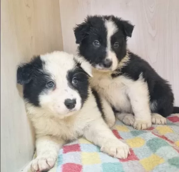 Scr Kayıtlı Border Collie Yavruları
