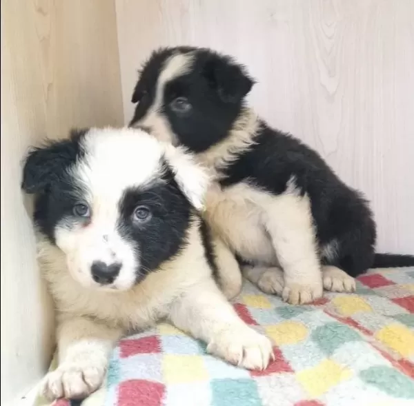Scr Kayıtlı Border Collie Yavruları