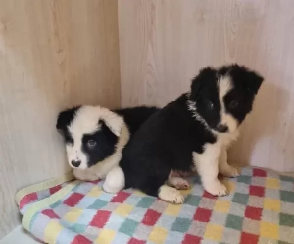 Scr Kayıtlı Border Collie Yavruları