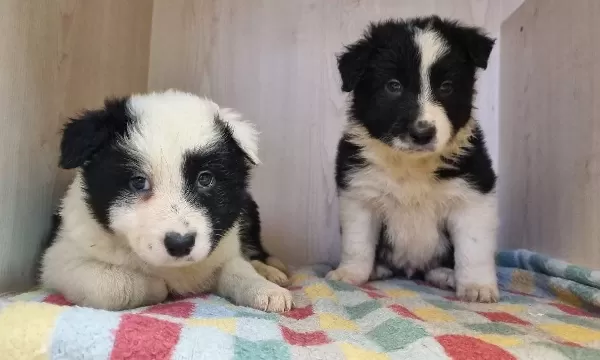 Scr Kayıtlı Border Collie Yavruları