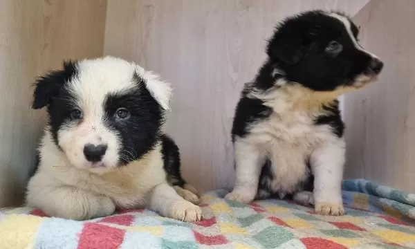 Scr Kayıtlı Border Collie Yavruları