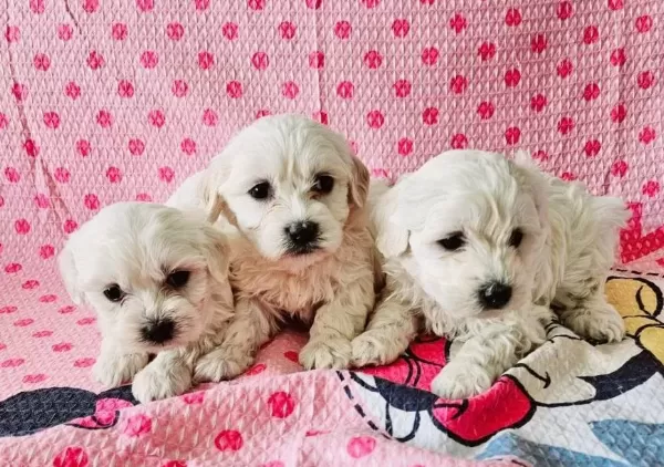 Oyuncak Suratlı Maltese Terrier Yavruları