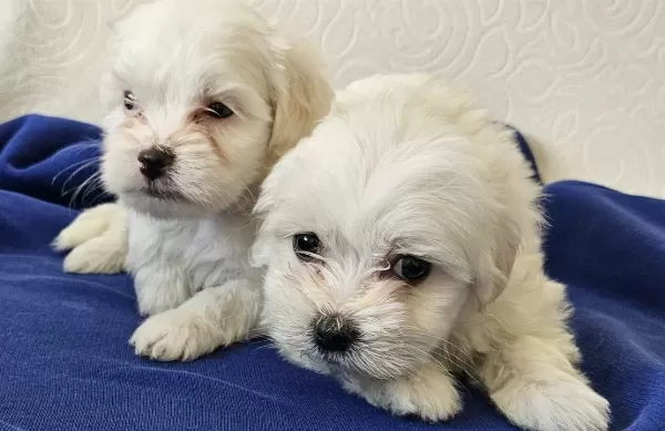 Oyuncak Suratlı Maltese Terrier Yavruları