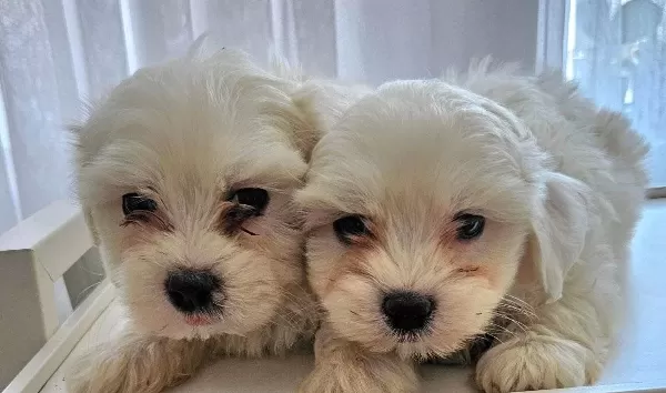 Oyuncak Suratlı Maltese Terrier Yavruları