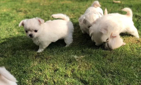 Sevimli Ve Eğitimli Chihuahua Yavrular