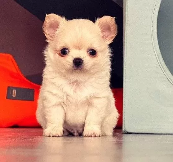 Sevimli Ve Eğitimli Chihuahua Yavrular